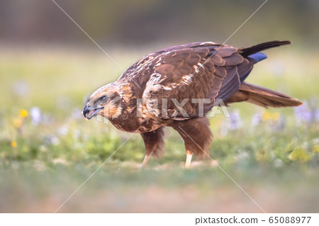 Marsh harrier female sideview Marsh harrier female sideview 65088977