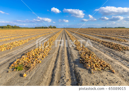 Rows of onions 65089015