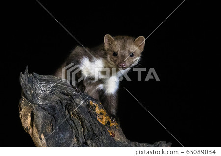 Stone marten on tree trunk 65089034