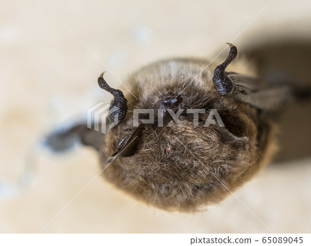 Hibernating whiskered bat Hibernating whiskered bat 65089045