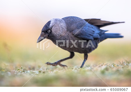 Western jackdaw on bright background Western jackdaw on bright background 65089067
