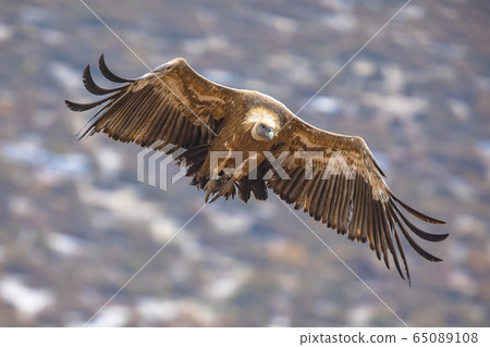 Griffon vulture flying in mist Griffon vulture flying in mist 65089108