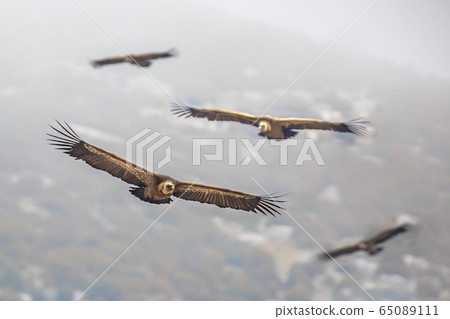 Griffon vultures flying in mist 65089111
