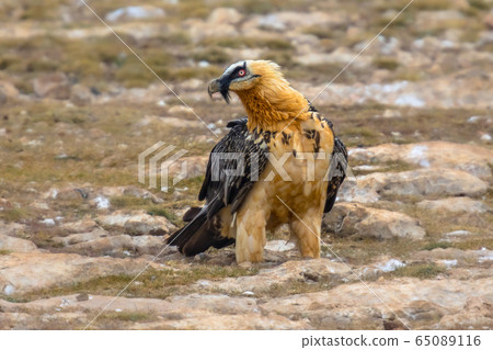 Bearded vulture on ground 65089116