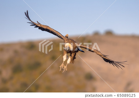 Griffon vulture flying and landing 65089125