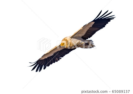 Egyptian vulture on white background 65089137