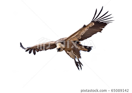 Griffon vulture flying on white background Griffon vulture flying on white background 65089142