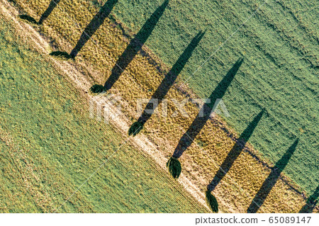 Cypress trees row aerial 65089147