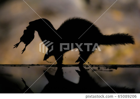 Polecat running with prey at night 65089206