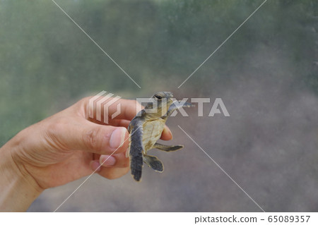 Green turtle cubs hatched at Ogasawara Marine Center 65089357