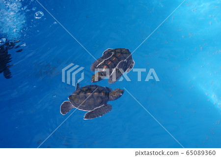 Green turtle children protected at Ogasawara Marine Center 65089360