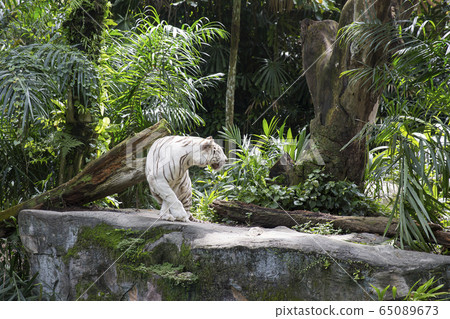 白虎新加坡動物園 65089673