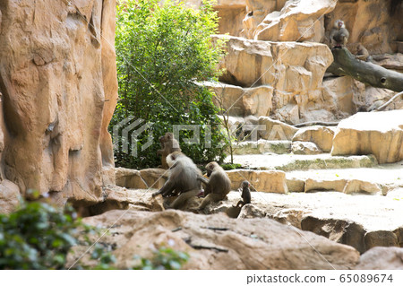 摩ri座狒狒父母和孩子新加坡動物園 摩ri座狒狒父母和孩子新加坡動物園 65089674