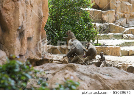 摩ri座狒狒父母和孩子新加坡動物園 摩ri座狒狒父母和孩子新加坡動物園 65089675
