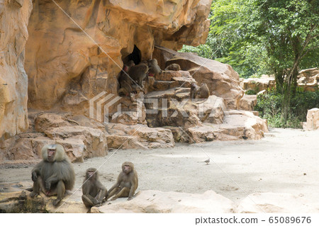摩ri座狒狒父母和孩子新加坡動物園 摩ri座狒狒父母和孩子新加坡動物園 65089676