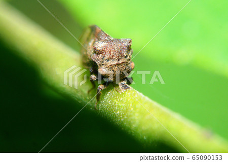 Tobairotsunosemi Tobairotsunosemi 65090153