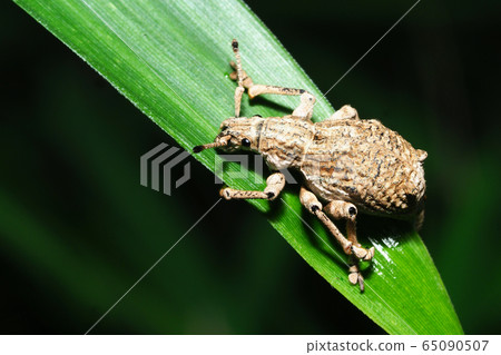 Shiloh玉米棒象鼻蟲 65090507