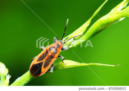 美杜莎臭蟲 65090603