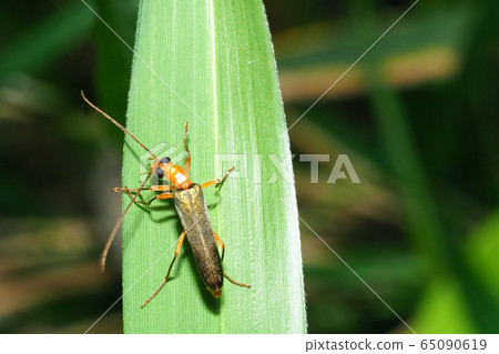 一種洋甘菊 65090619