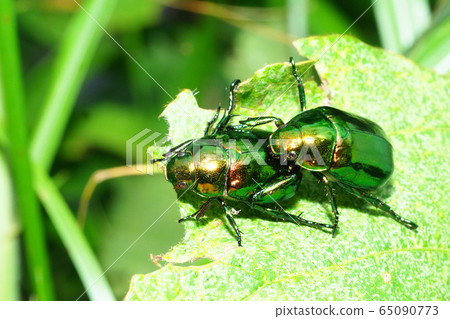 Scarab beetle (pair) 65090773