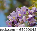  Wisteria flowers 65090848