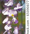  Wisteria flowers 65090877