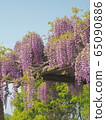  Wisteria flowers 65090886