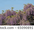  Wisteria flowers 65090891