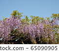  Wisteria flowers 65090905