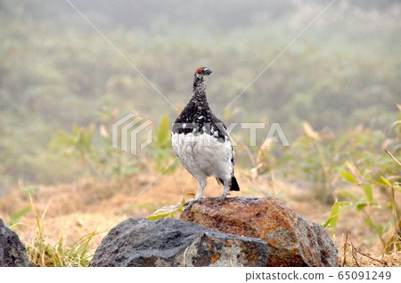 Mikurigaike湖岸上的雄性雷鳥 Mikurigaike湖岸上的雄性雷鳥 65091249