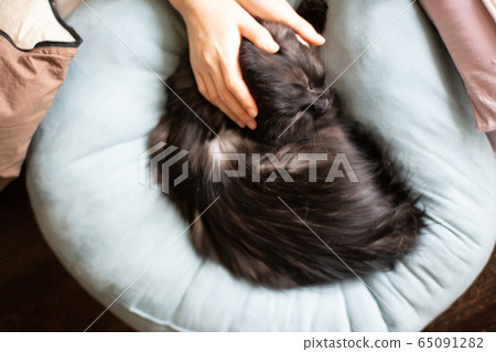 Black cat  65091282