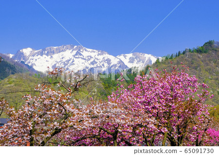 Yaezakura and snowy mountains Yaezakura and snowy mountains 65091730
