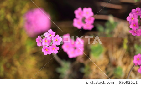 花 春天 65092511