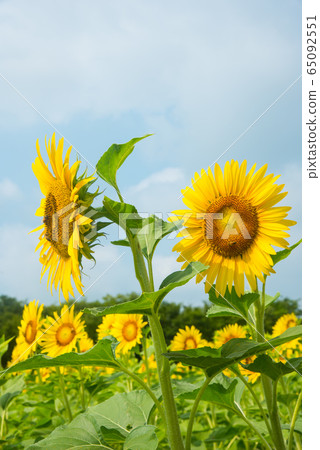 向日葵 65092551