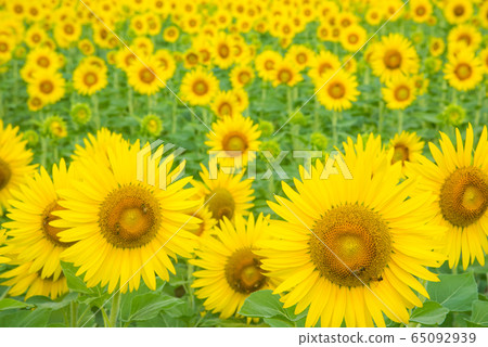 sunflower sunflower 65092939