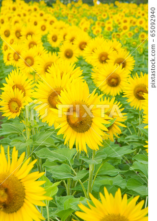 sunflower sunflower 65092940