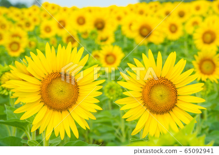 sunflower sunflower 65092941