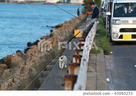 大阪府坂井市防波堤上的流浪貓釣魚者和光虎和築光新町 大阪府坂井市防波堤上的流浪貓釣魚者和光虎和築光新町 65093233