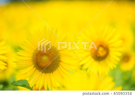 sunflower	 65093358