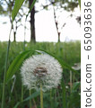Dandelion fluff 65093636