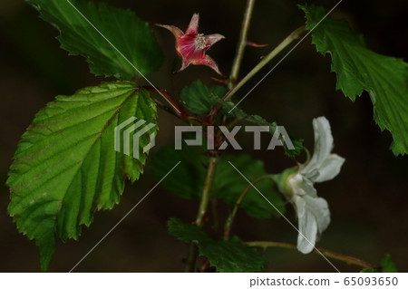 Nature plant Niga strawberry, flower with fallen petals. In early summer, a bright red grain of raspberry is completed. 65093650
