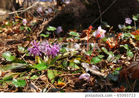 Drosophila and sardine that decorate the forest floor in early spring 65093713