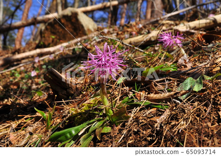 Drosophila coloring the forest floor in early spring 65093714