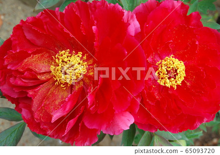 須賀川牡丹花園深紅花 照片素材 圖片 圖庫