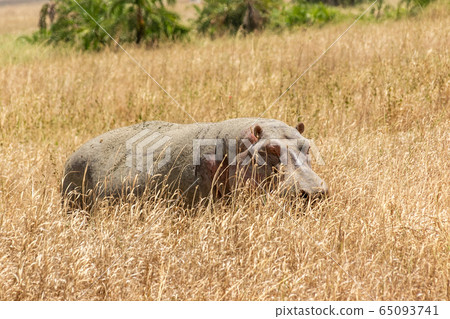 Hippopotamus rising to land in Serengeti, Tanzania Hippopotamus rising to land in Serengeti, Tanzania 65093741