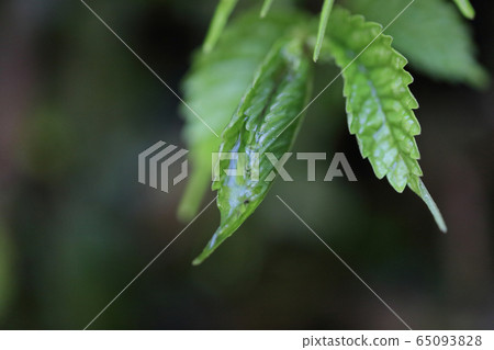 Wakaba (Shikoku Mountains) 65093828