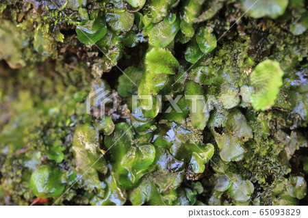 Shikoku moss growing in spring water in the Shikoku mountains 65093829