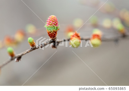 卡拉松芽 65093865