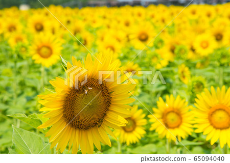 sunflower	 65094040