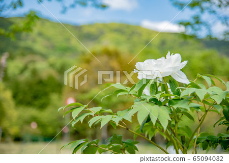 三重縣稻部農業公園Botanen Shirotan 65094082